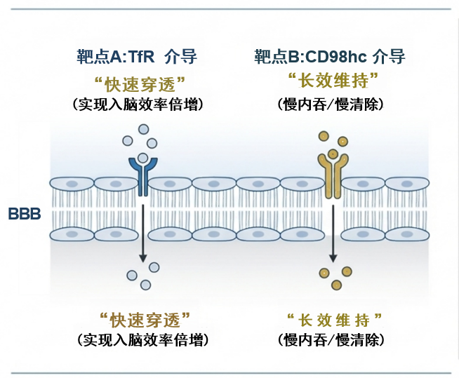 transneuro-mechanism-1.png